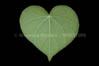 03404